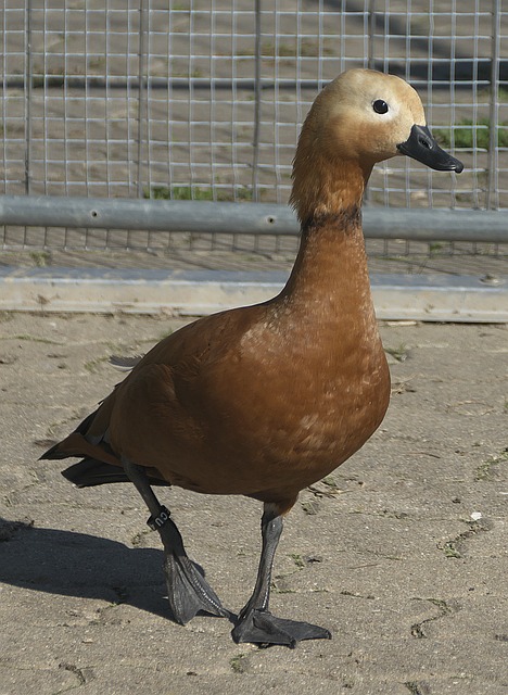次进